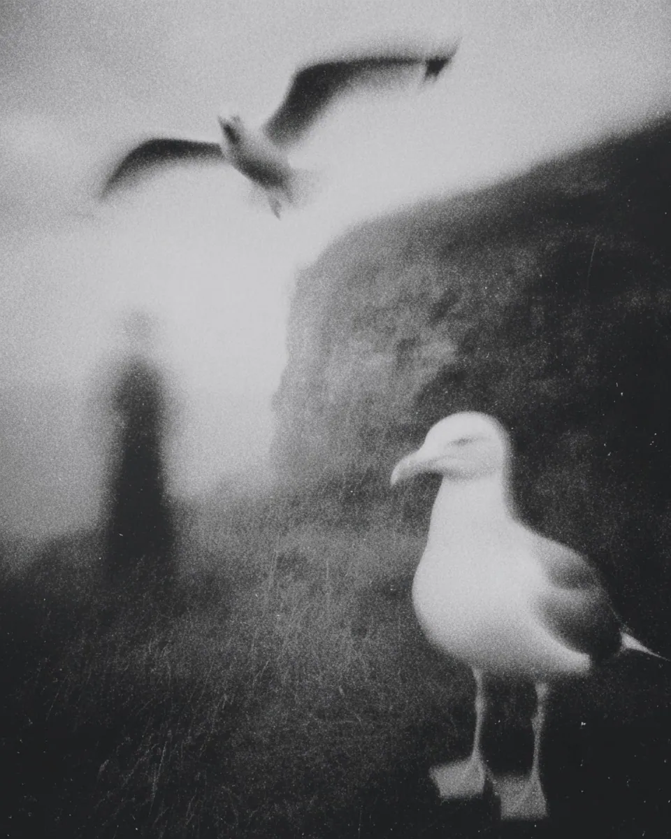 A seagull stands in the foreground while another flies overhead and a faint figure lingers by a cliff.