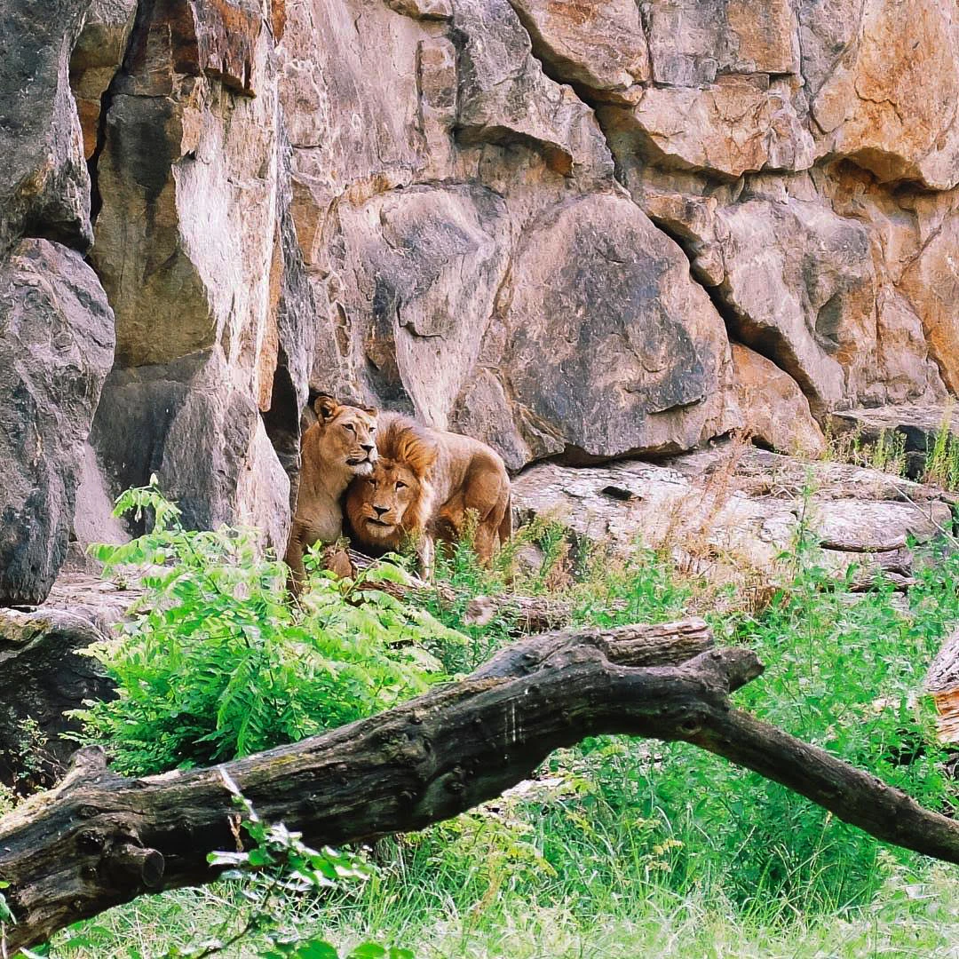 Two lions nuzzling each other in a rocky enclosure surrounded by green grass and wildflowers