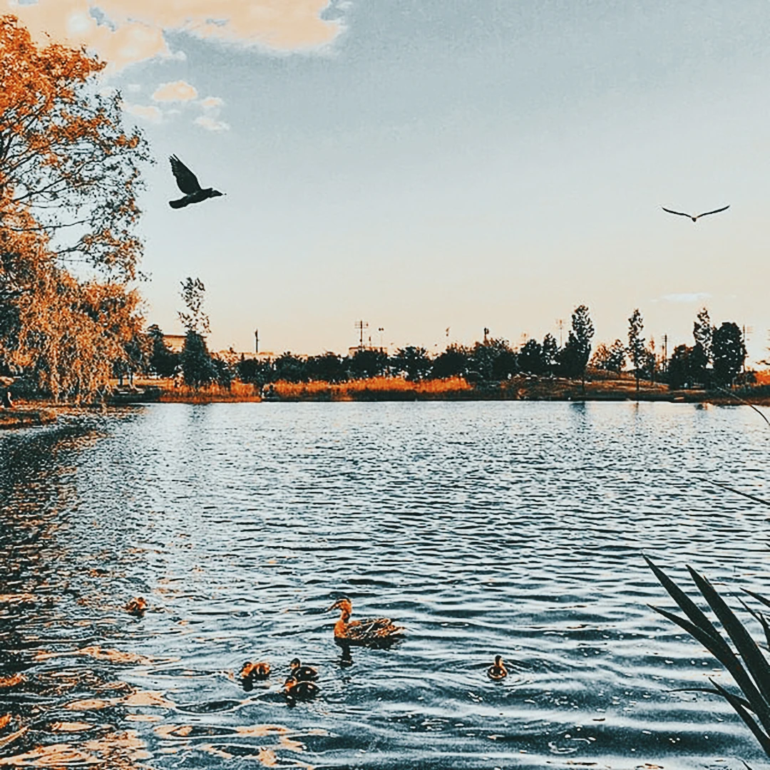 Two birds in flight over a calm lake surrounded by autumn trees, ducks swimming on the water below