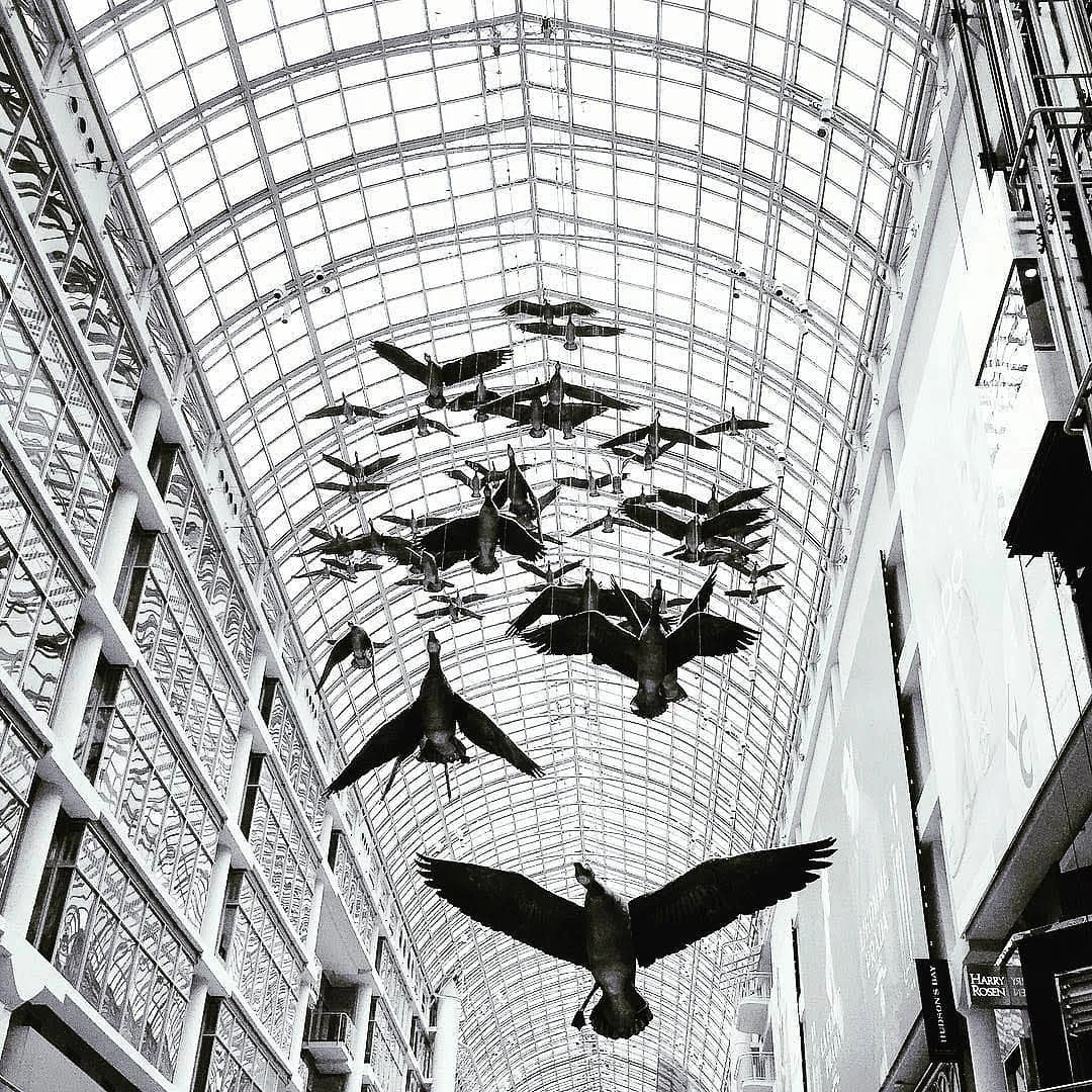 Black and white view looking up at dozens of bird sculptures suspended mid-flight beneath a vast glass atrium ceiling