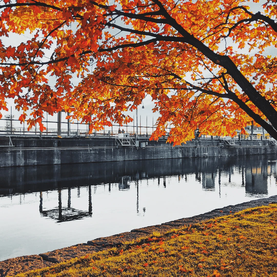 Brilliant orange autumn tree overhanging a canal lock, reflected in the still water below