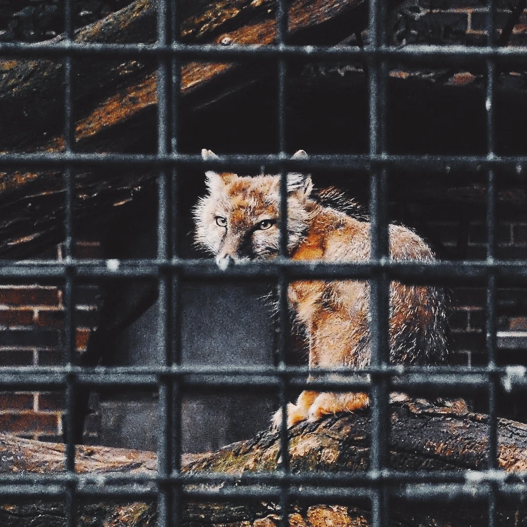 A fox peering through metal cage bars at a zoo, amber eyes looking directly into the camera