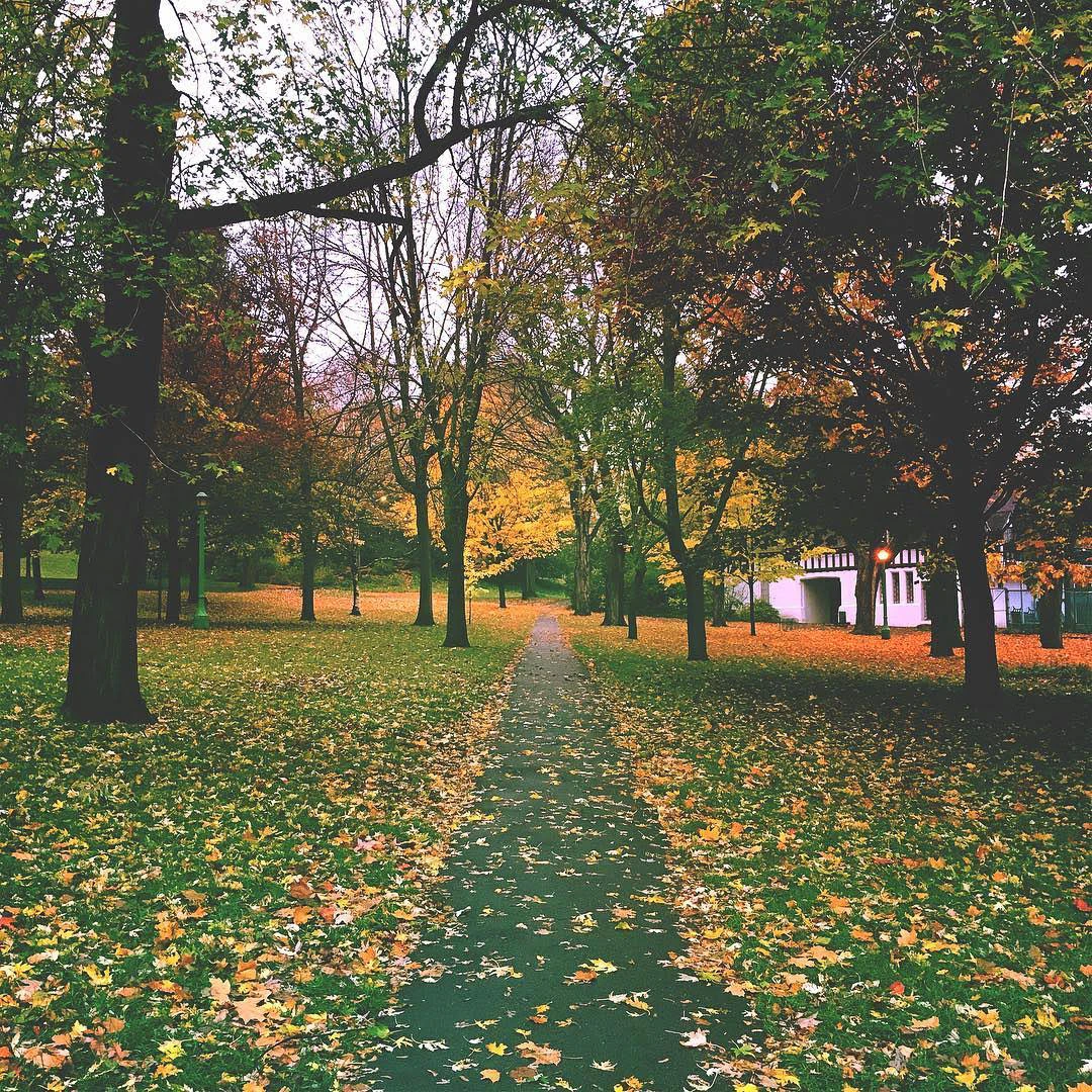 A leaf-covered park path lined with autumn trees leading toward a white building in the distance