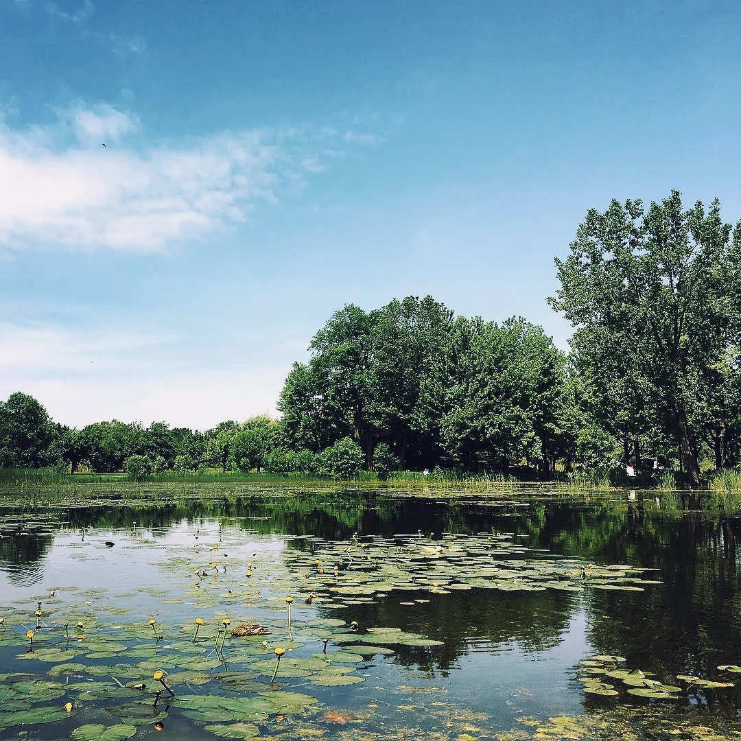 A calm green pond covered in lily pads surrounded by tall trees under a partly cloudy summer sky