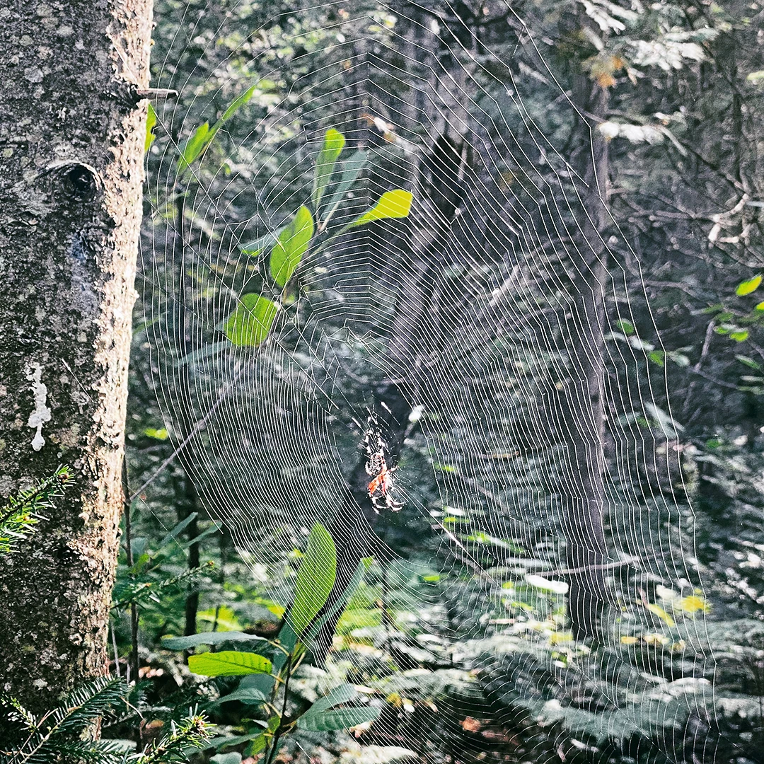 A large intricate spider web strung between forest trees with a spider at its centre, backlit by soft green foliage