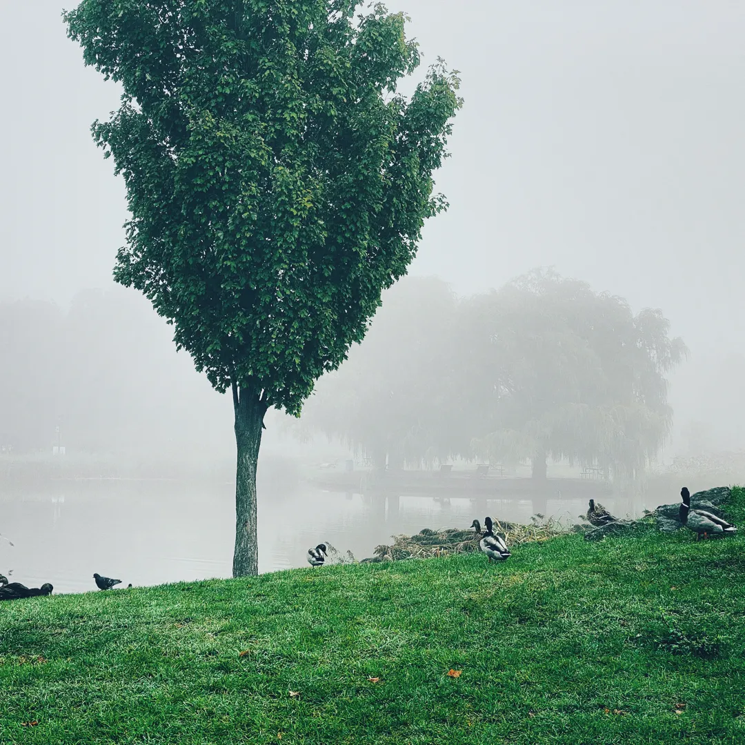 Ducks resting on a misty green riverbank beside a solitary tree, with fog obscuring trees on the far shore