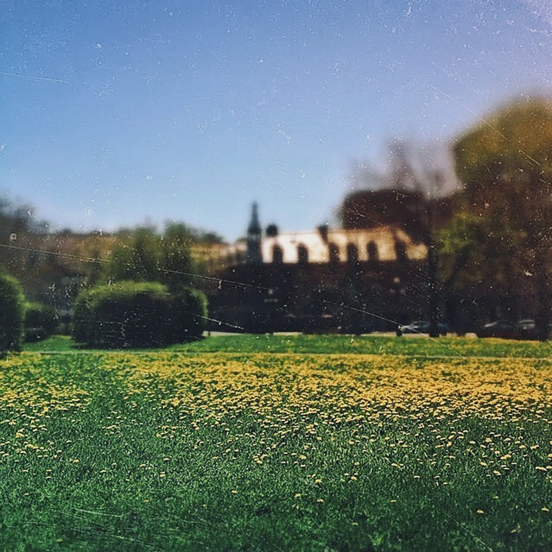 A field of yellow dandelions in soft focus foreground with a blurred historic building and blue sky beyond